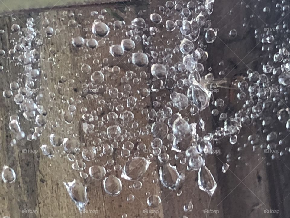 Water droplets on spider web