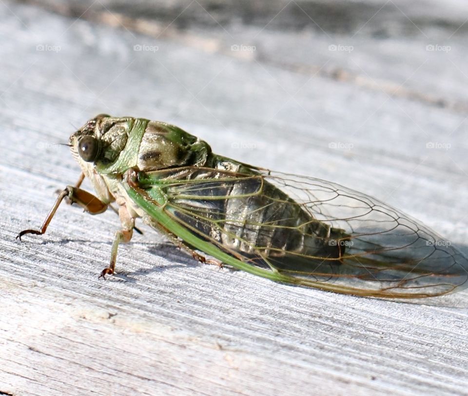 Annual Cicada macro