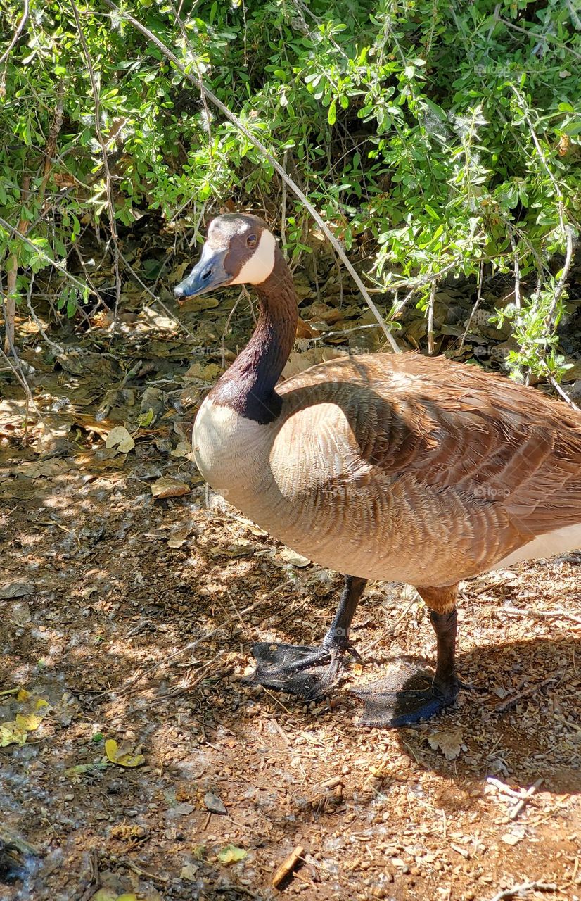 Canadian Goose at an Arizona Lake