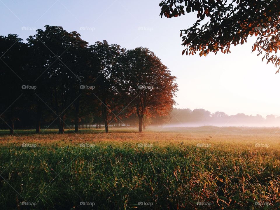 Sunrise in the park