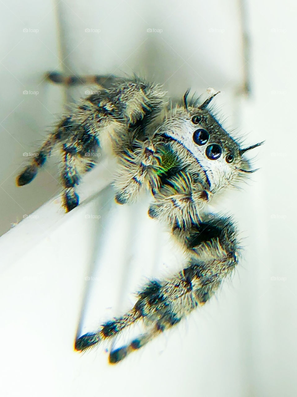 Distinguished Spider