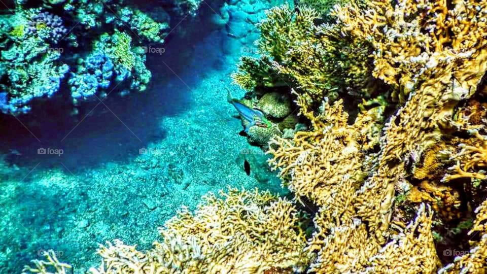 Admire the beauty of the canals of the Red Sea with us ...