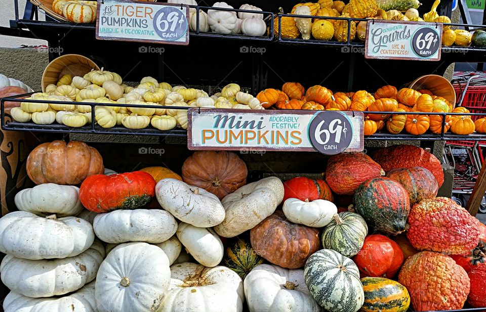 Pumpkins, pumpkins,  pumpkins!. Large Variety of pumpkins on display.