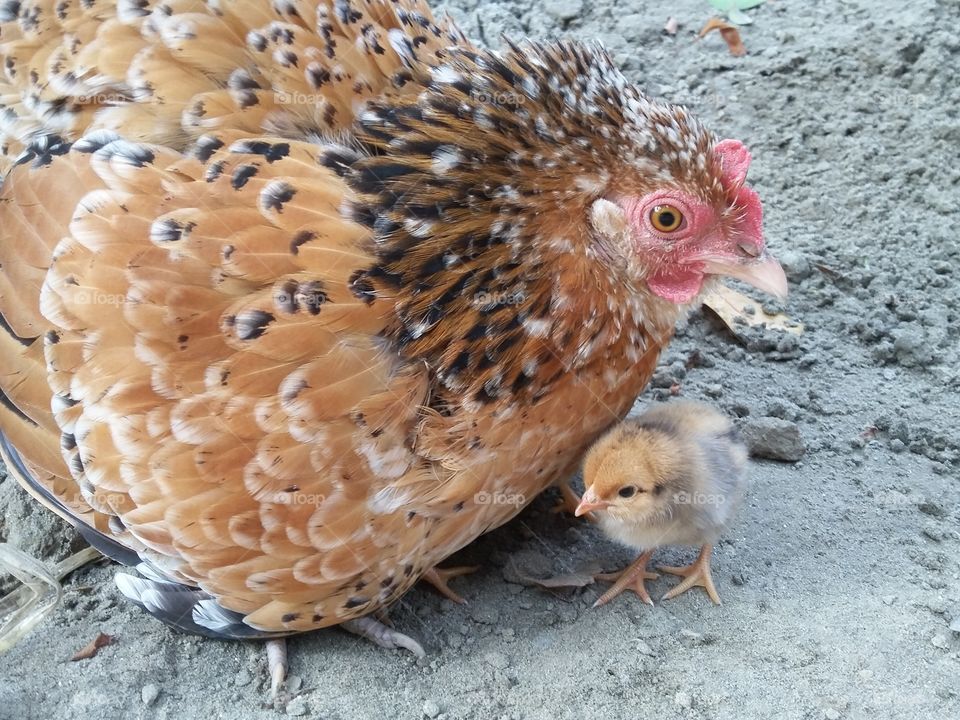 Hen and her child