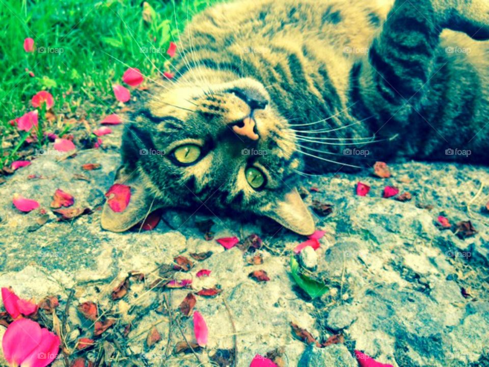 Cat Rolling in Rose Petals