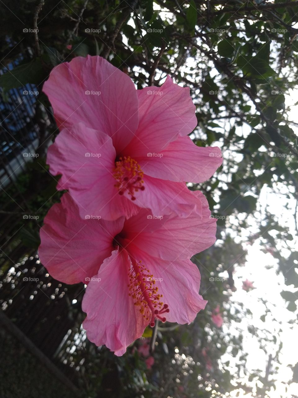 hibisco