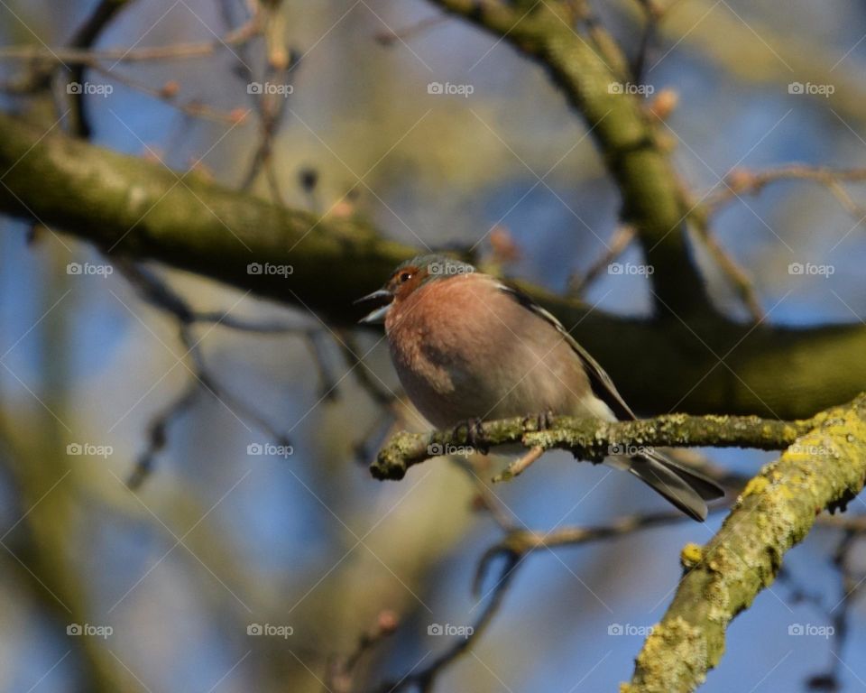 Singing Fringilla Coelebs