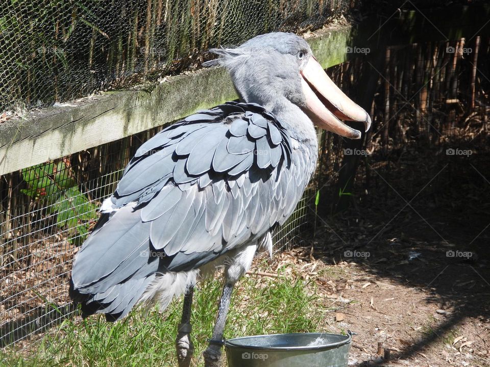 A close up of a bird