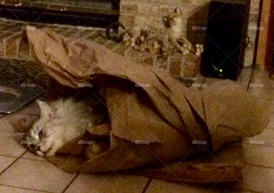 Cat in plain brown wrapping 