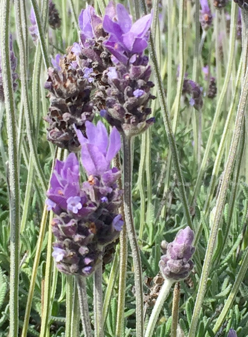 Montecito Lavender Close