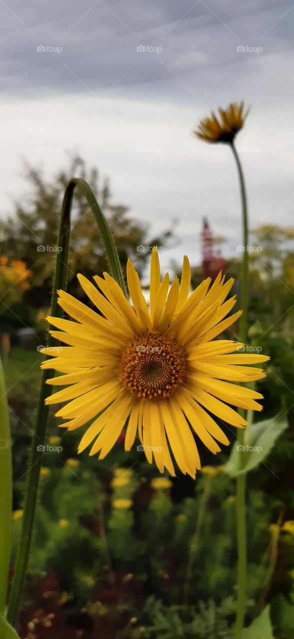 солнышко на грядке 🧚‍♂️