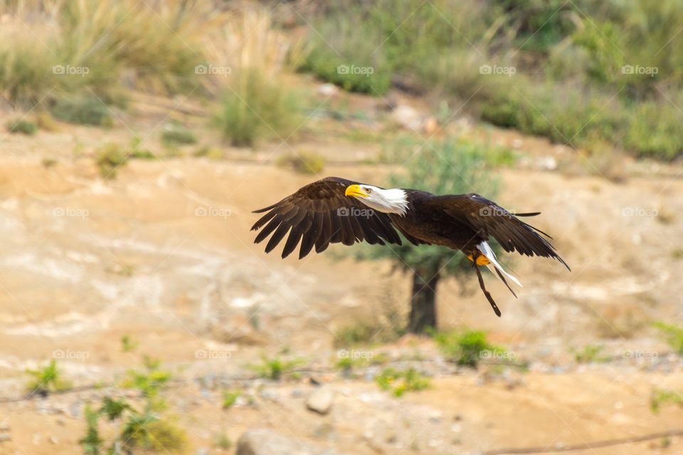 Bald eagle (Haliaeetus leucocephalus) in flight.