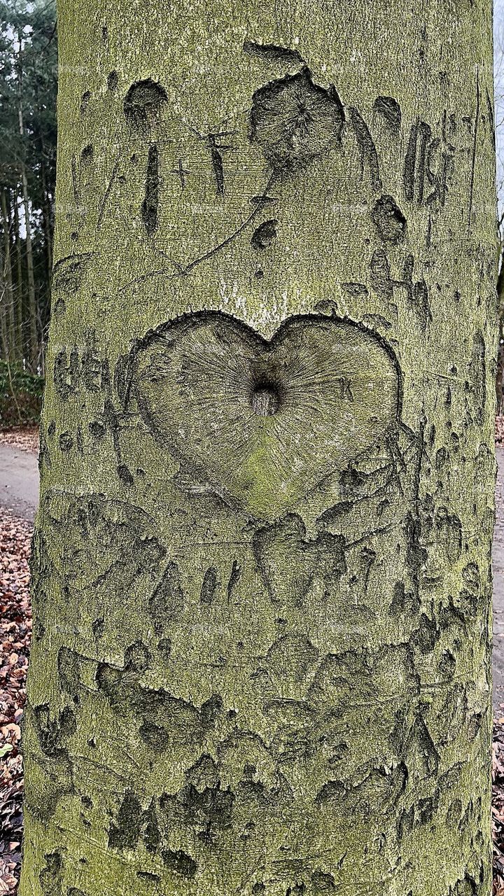 Heart Tree