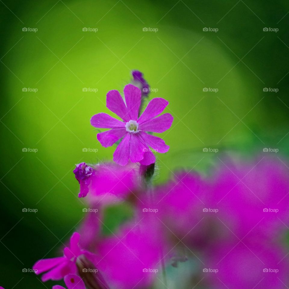 Backlit flower