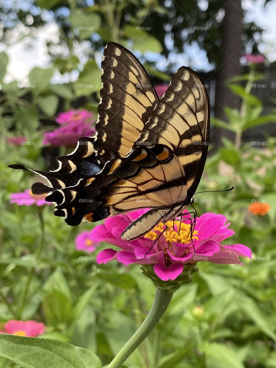 Eastern yellow swallowtail butterfly in colorful zinnias 