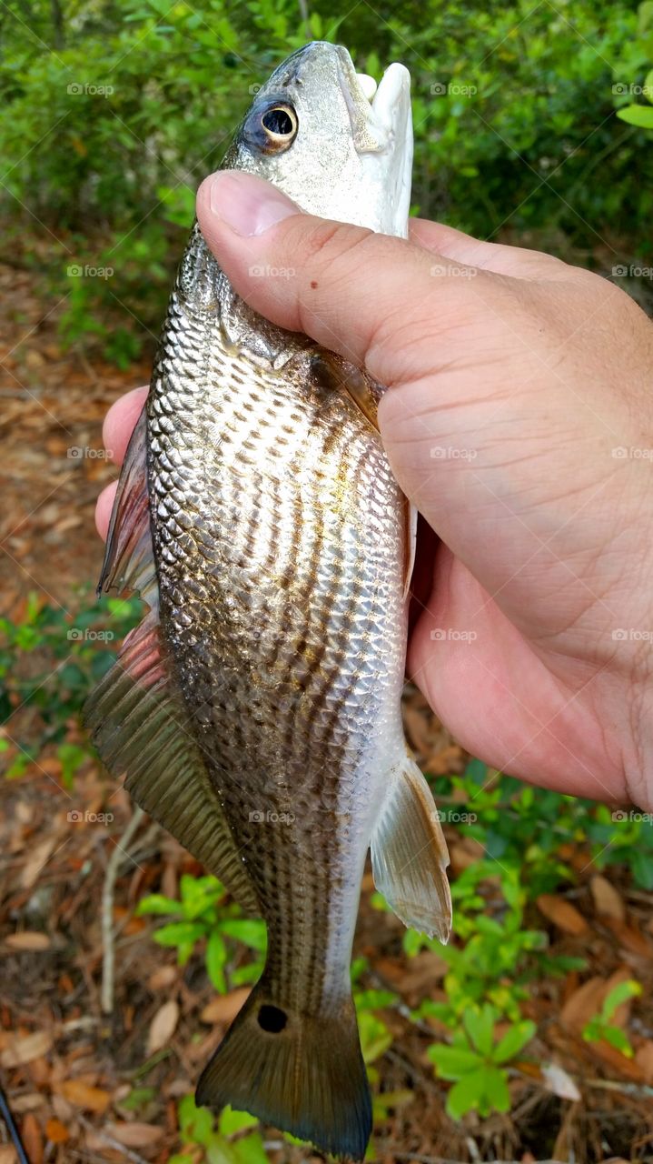 small redfish 