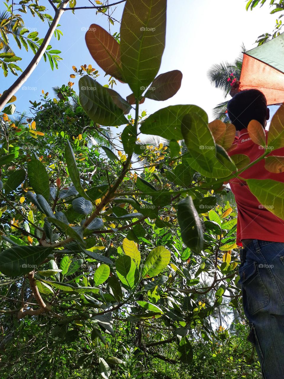 I took this photo close to a cashew tree with an umbrella in my hand in sri lanka