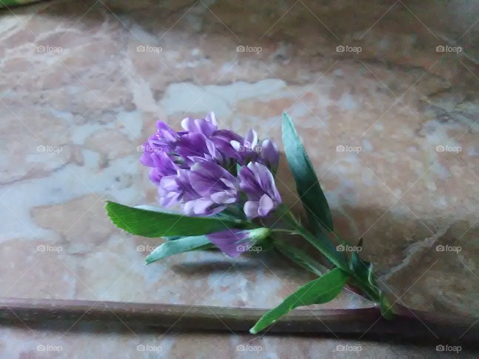 Purple wildflower on table.