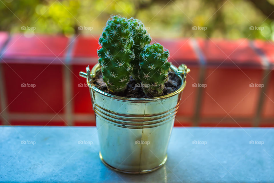 Succulent plant in a pot