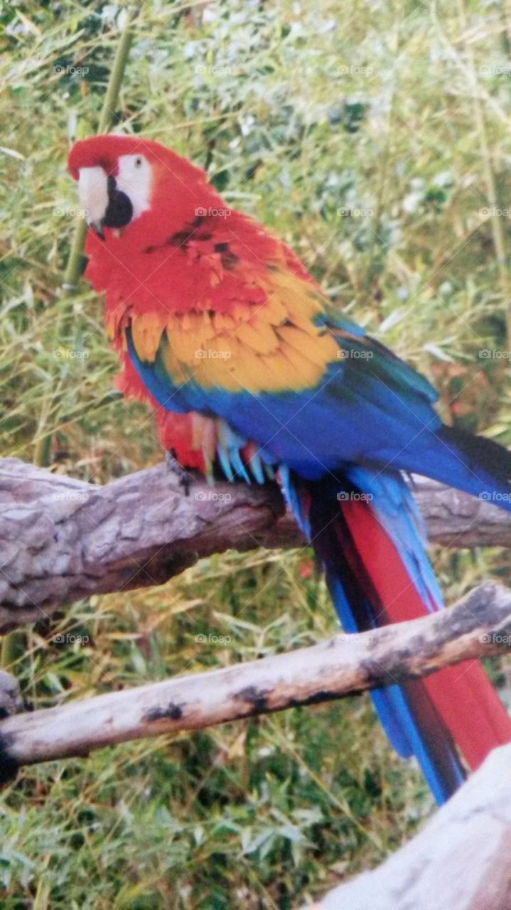 Macaw