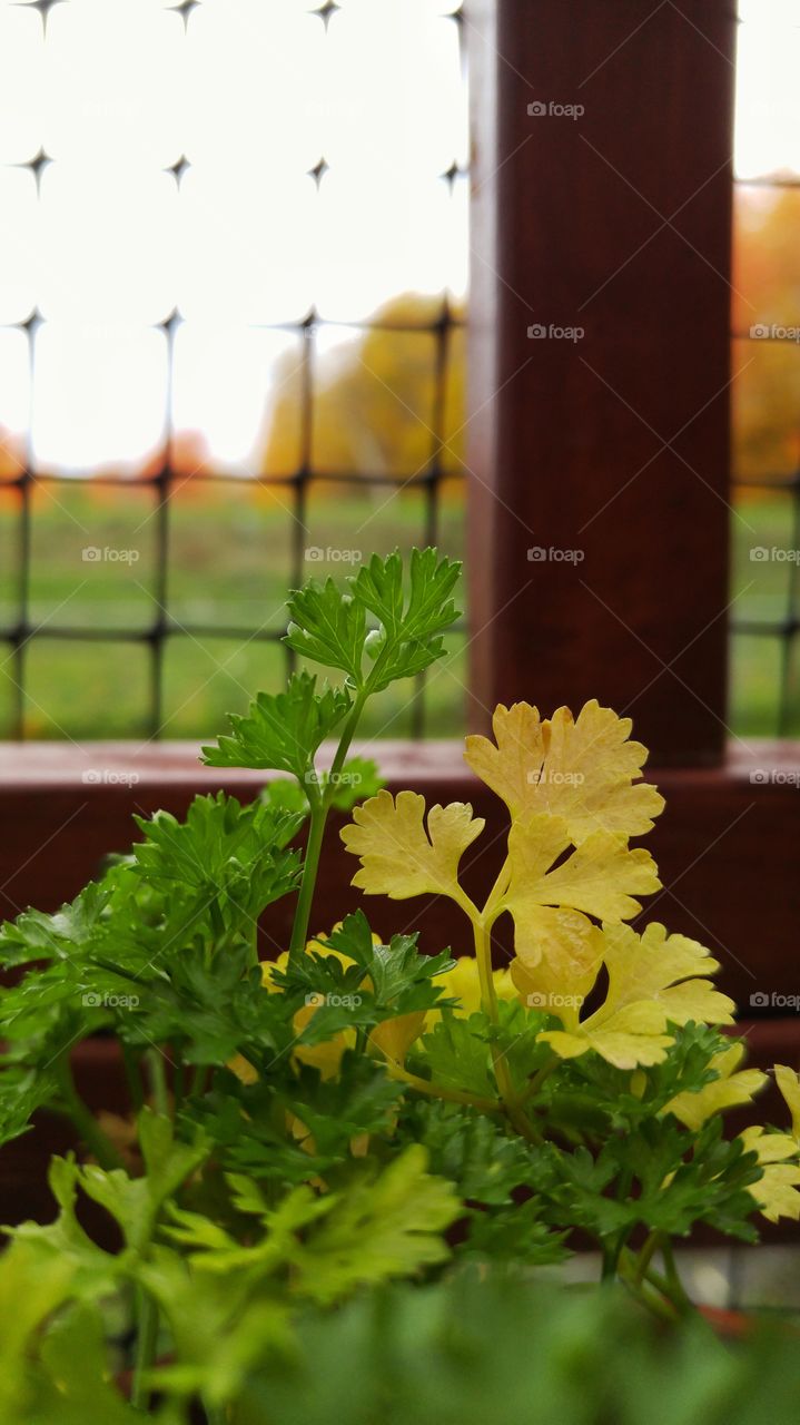 Up close with some parsley