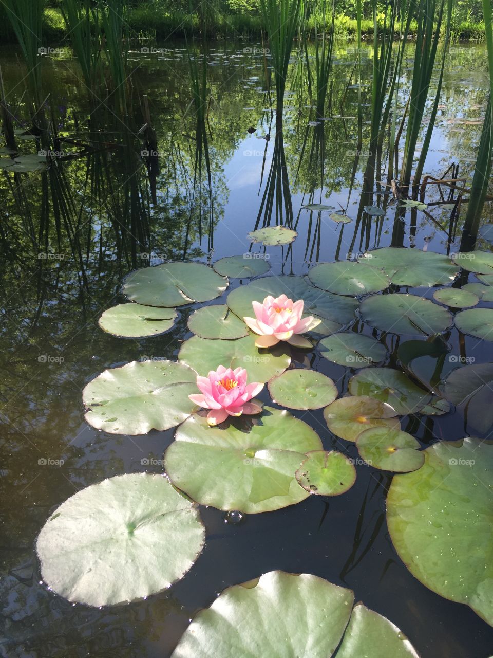 Pool, Leaf, Lotus, Water, Lily