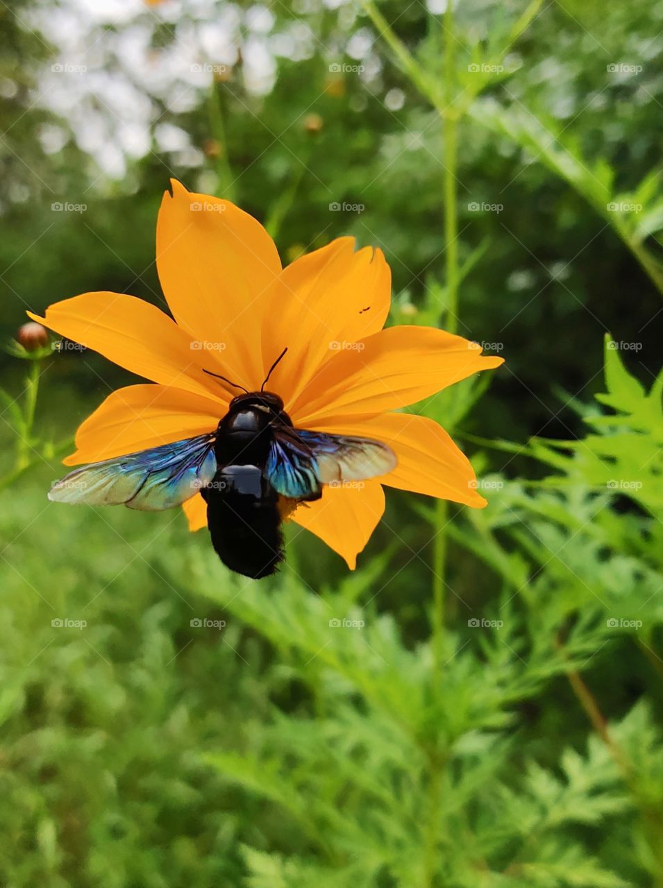 "Nature always wears the colors of the spirit."