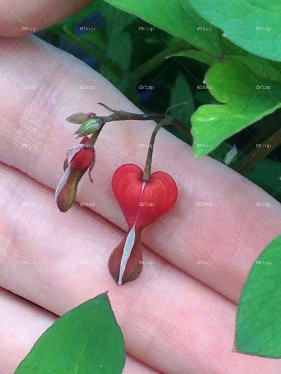 Bleeding heart flower