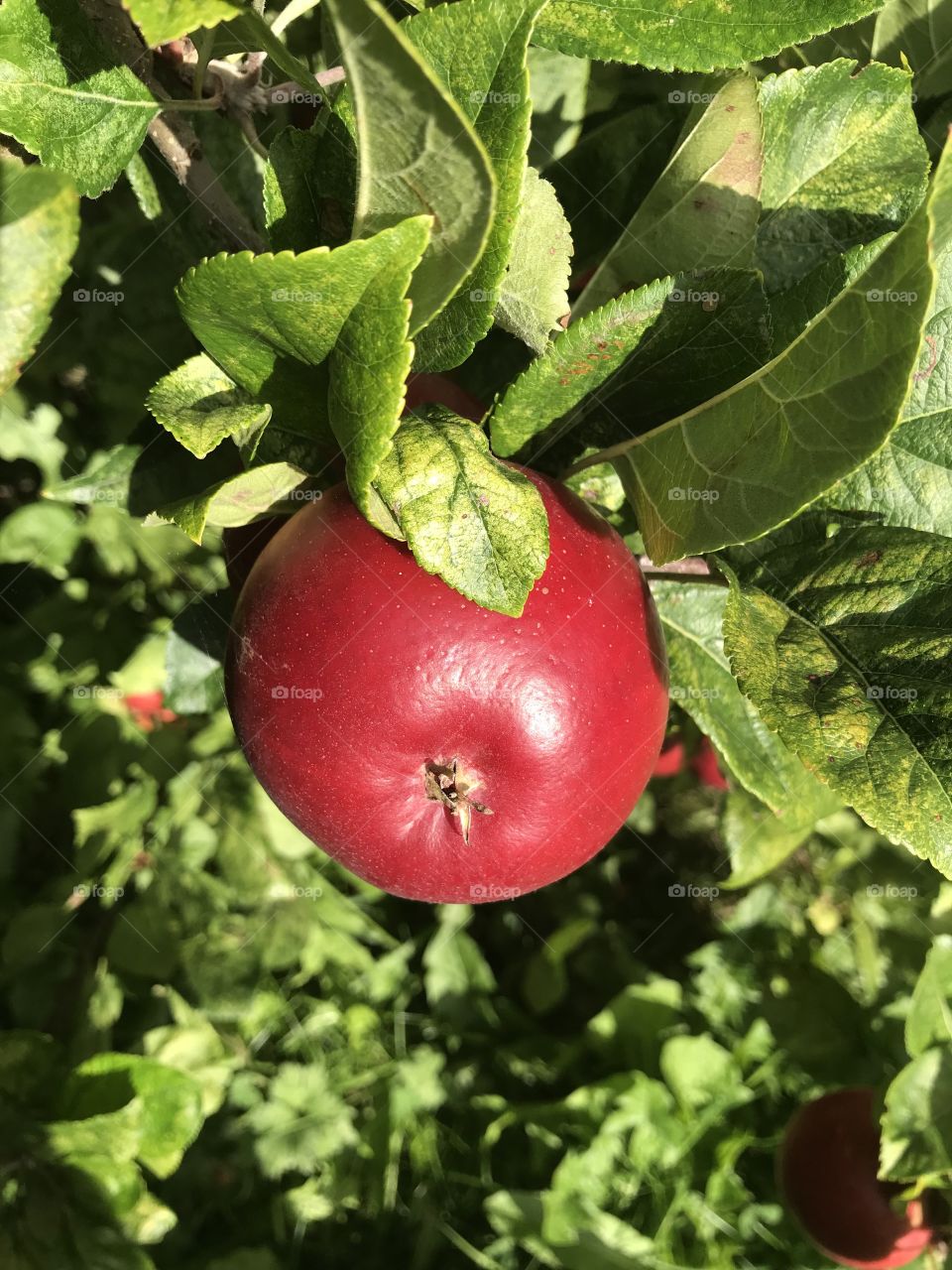 Apple at a tree