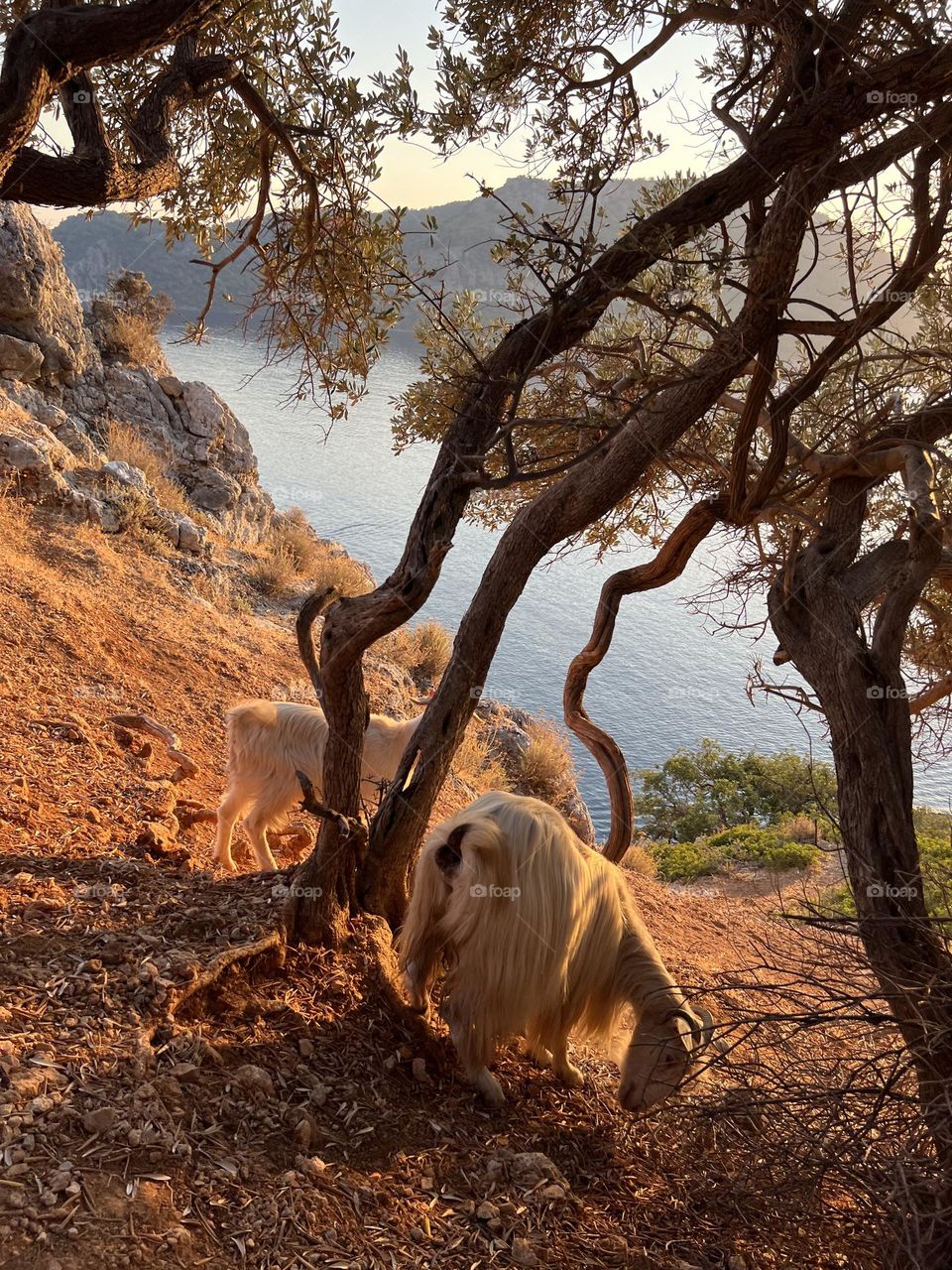 Wild hairy goats ontop of a cliff in turkey with sunset