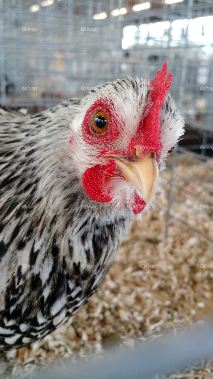 Chicken. county fair