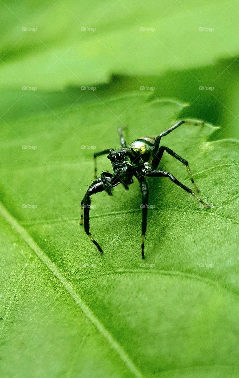 Black Metallic Jumping Spider