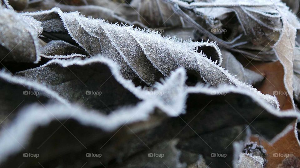 Extreme close-up of dry leaf