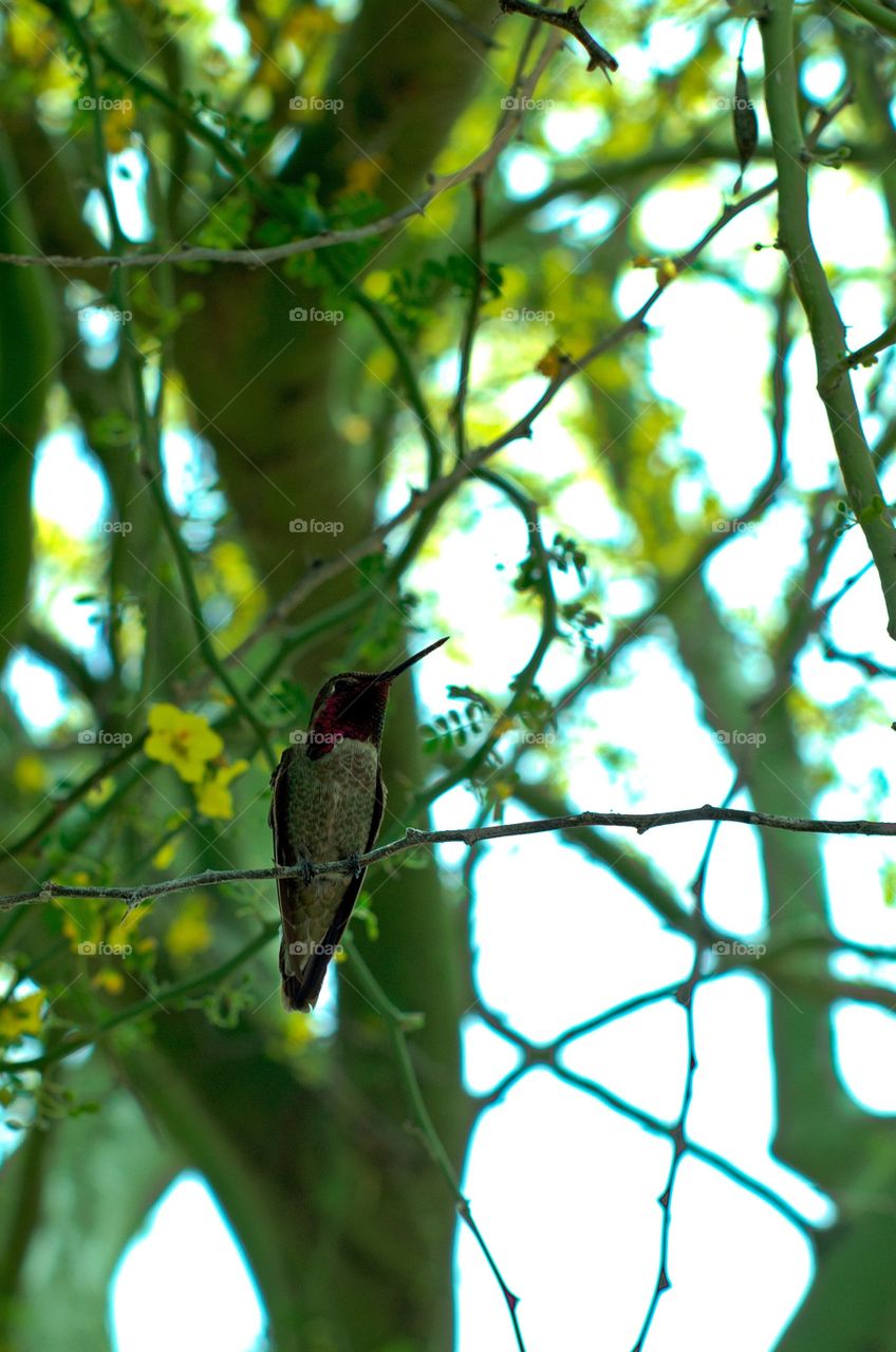 Hummingbird