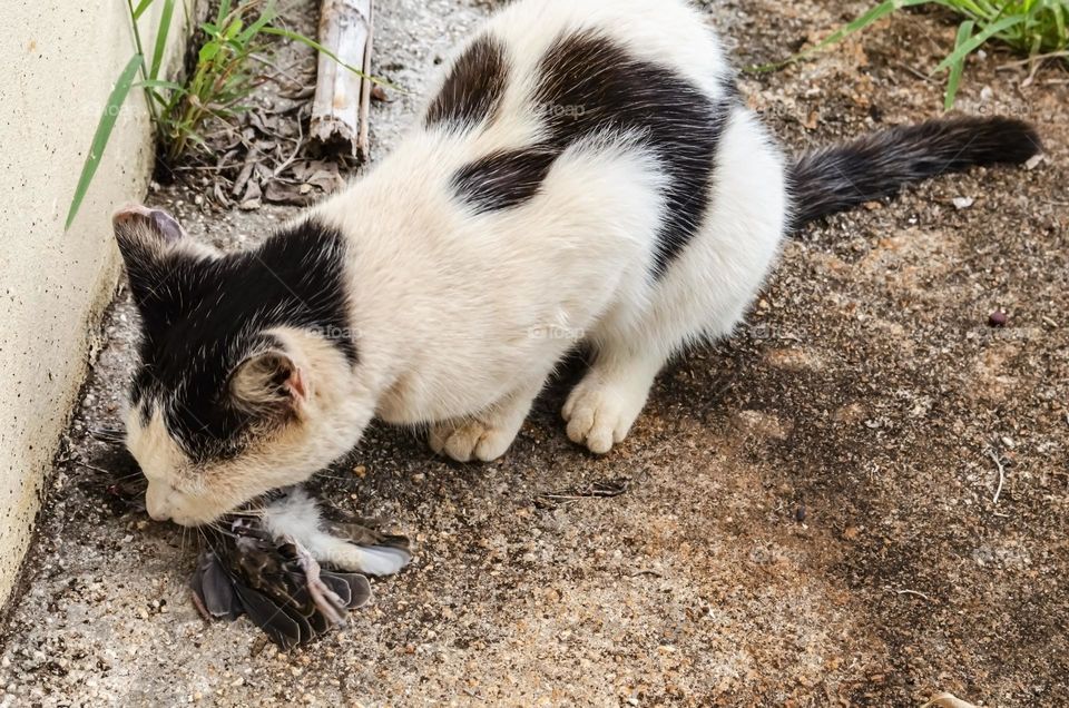 A Cat Eating Bird