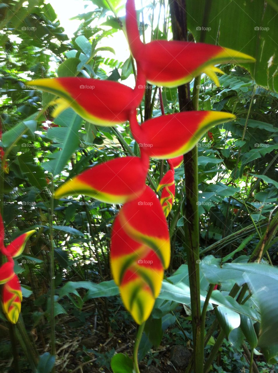 'Lobster Claw' Heliconia. 'Lobster Claw' flower near Weimea Falls, Hawaii