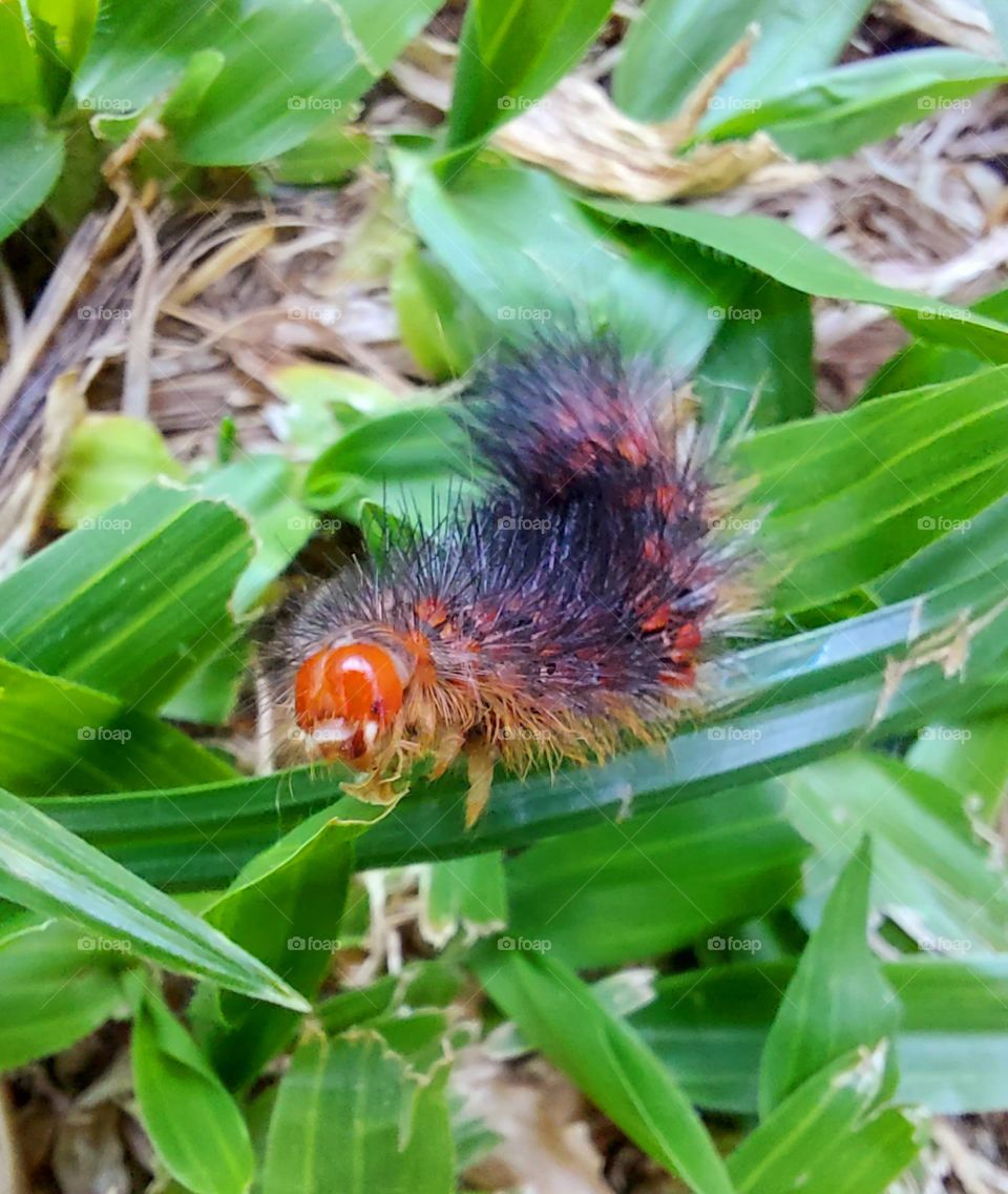 Uma largatinha esperta de cara vermelha, rasteja entre a grama fresca e verde.
