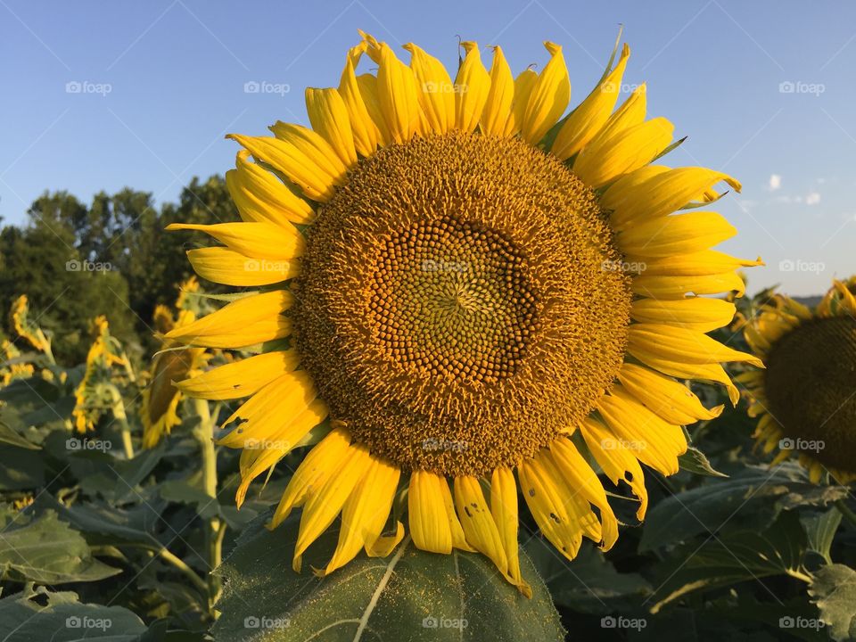View of sunflower