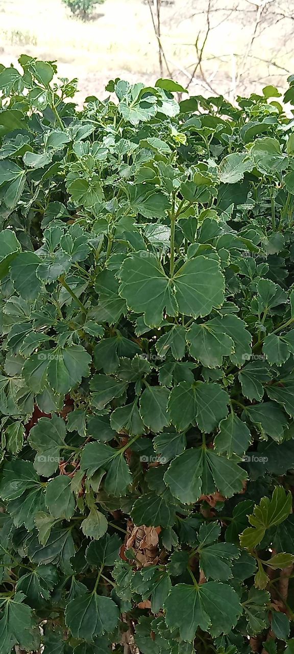 Beautiful green leafs!!