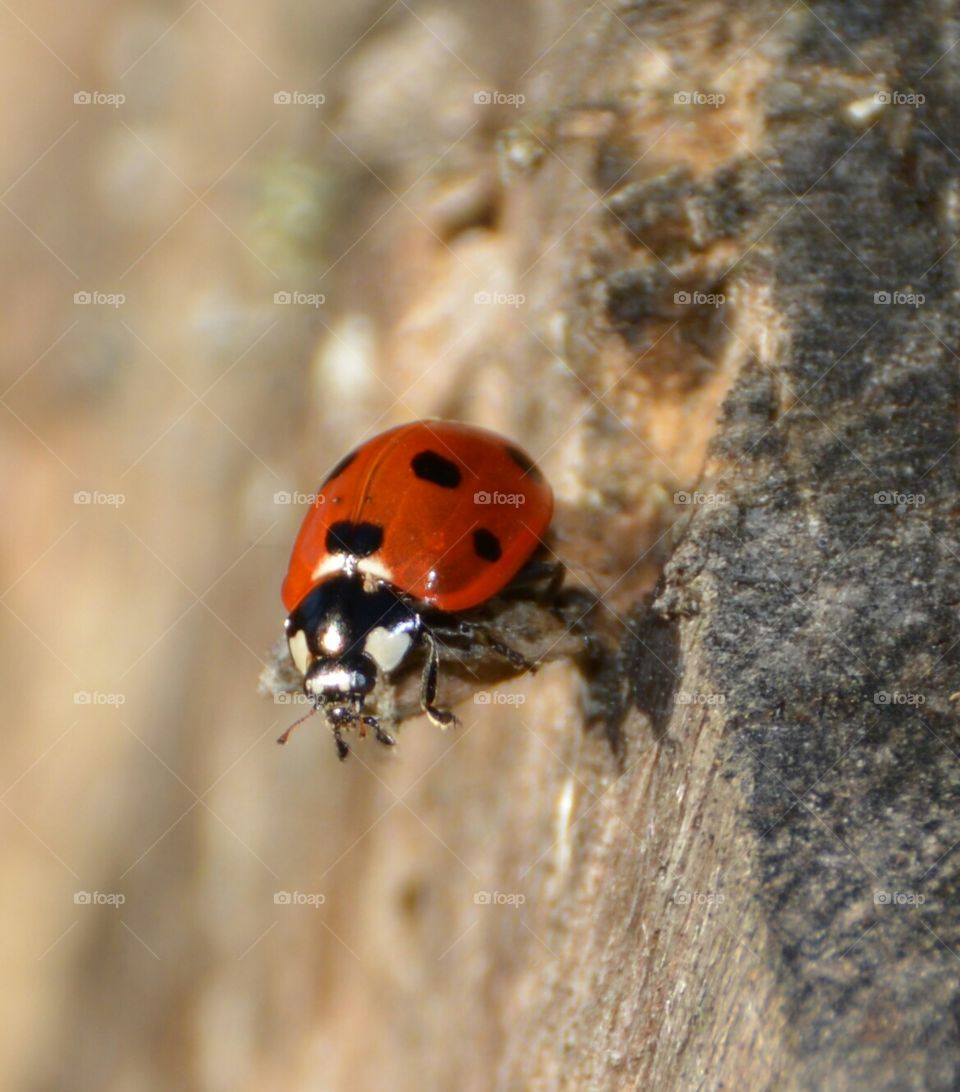 Ladybug . Spring in Norway 