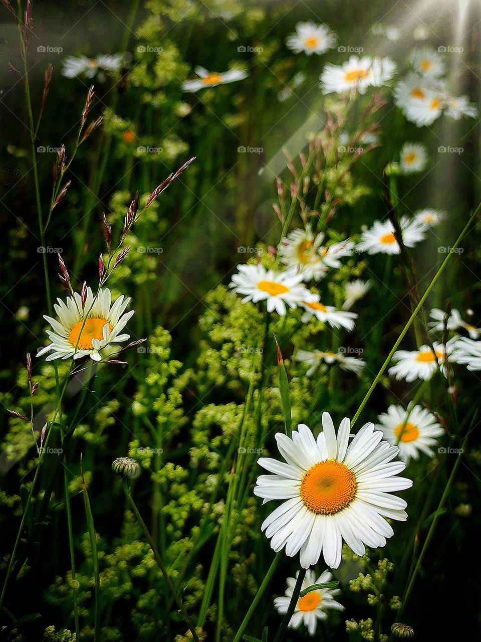 Flowers.  Wildflowers.  A field of daisies close-up on which the rays of the sun fall