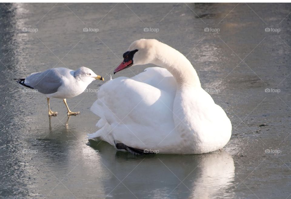 Swan and seagull