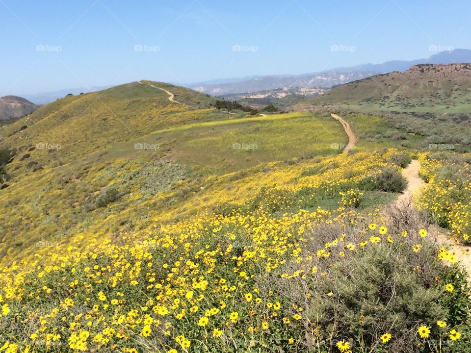 After early spring rains