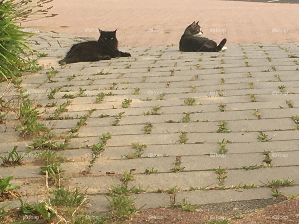 Two cat friends from the Netherlands 