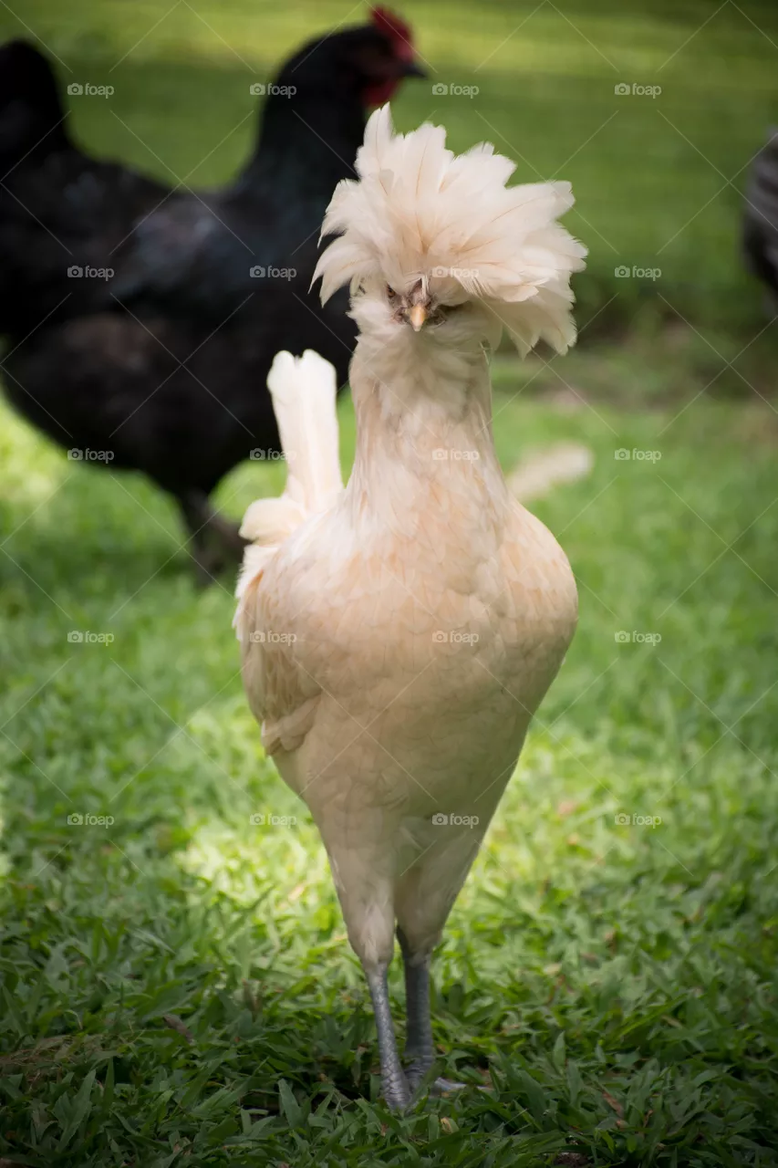 Super Model