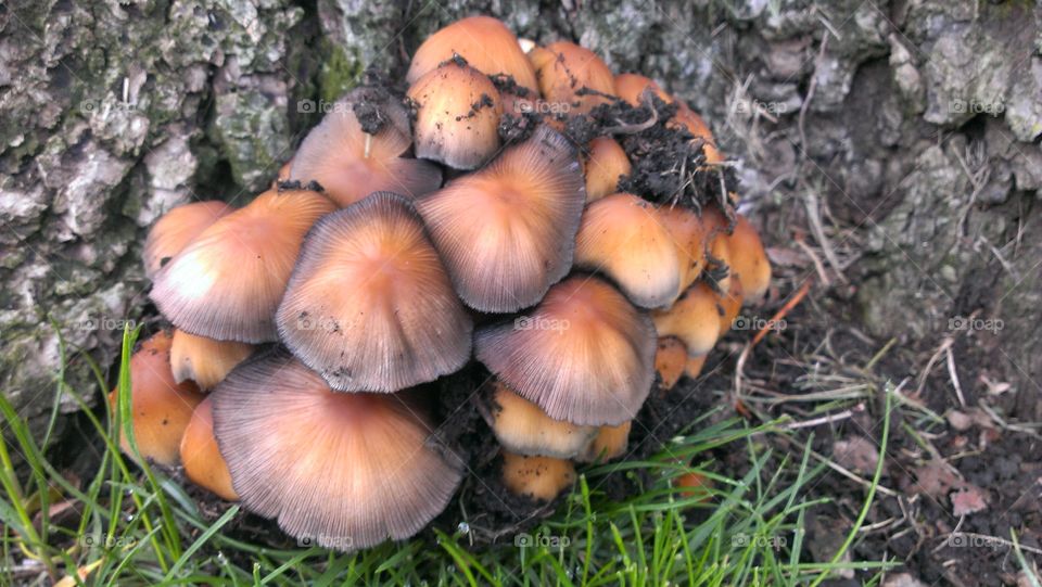 Mushrooms. cluster of mushrooms