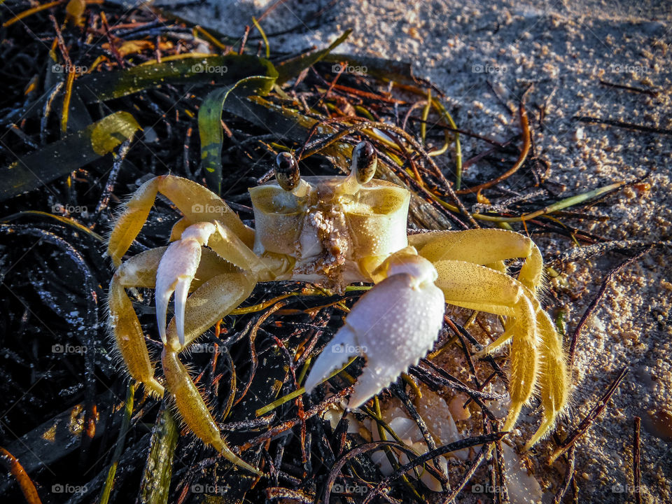 Crab in sea weeds