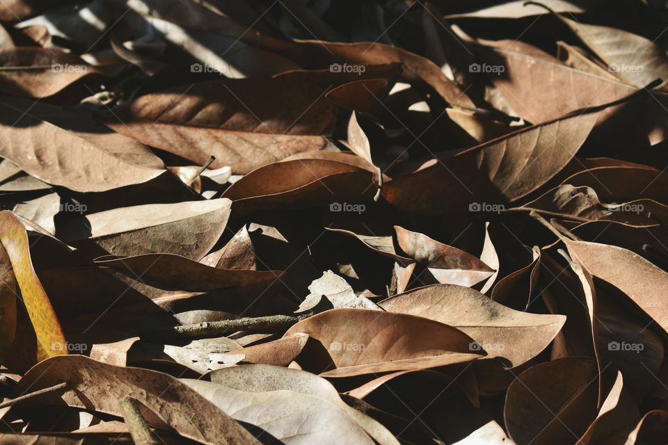 lots of brown Magnolia leaves