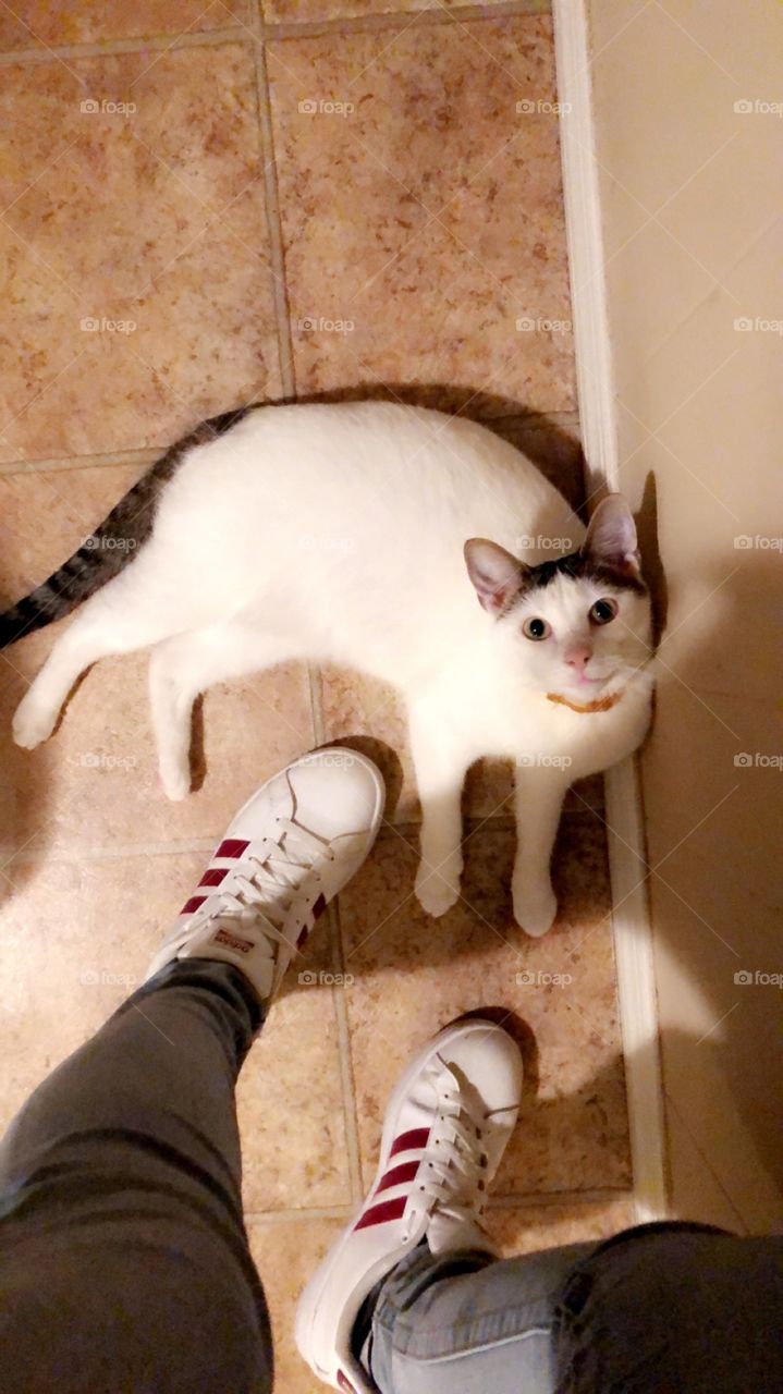 Wearing Adidas, hanging out with my best friends cat named Arlo. Looking up at me in curiosity 