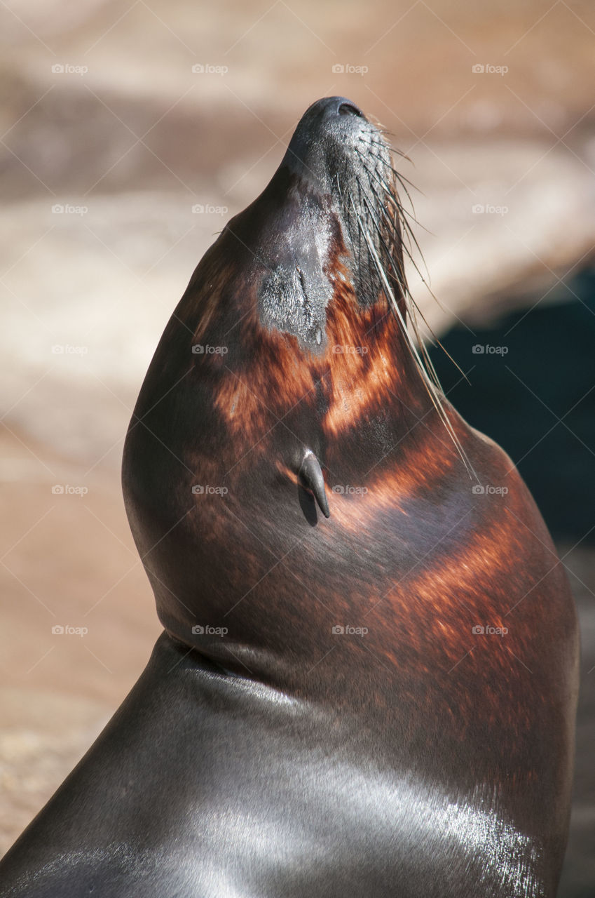 Stuck up sea lion
